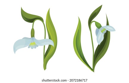 Galanthus- oder Snowdrop mit linearen Blättern und einem weißen Drooping-Bell-Vektor-Set