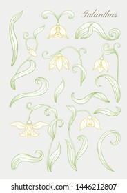 Galanthus, snowdrop, nivalis. Set of elements for design Colored outline vector illustration. In art nouveau style, vintage, old, retro style. On grey background.