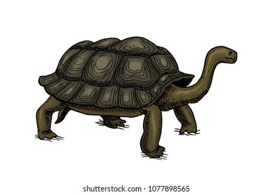 Galapagos giant tortoise. Cute Turtle in Ecuador. Animals Reptiles. Pet and Wildlife. Engraved hand drawn in old vintage sketch. Vector illustration. Exotic Zoology.