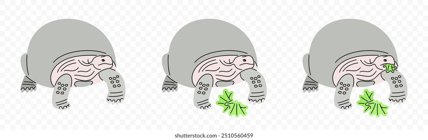 Galapagos giant tortoise and turtle, graphic design. Elephant turtle, animal and reptiles, vector design and illustration