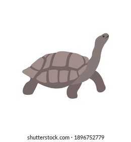 Galapagos Riesenschildkröte. Vektorgrafik 