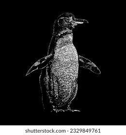 galapagos penguin hand drawing vector isolated on black background.