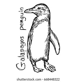 galapagos penguin - vector illustration sketch hand drawn with black lines, isolated on white background