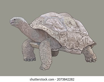 Galapagos tortoise drawing, giant tortoise, art.illustration, vector