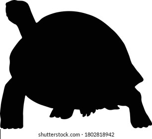 Galapagos Tortoise (Geochelone Nigra) Silhouette Found In Galapagos Islands