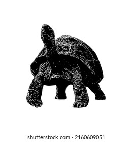 Galapagos Tortoise hand drawing vector illustration isolated on white background