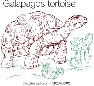 Galapagos tortoise hand drawn vector illustration. Linear engraved art