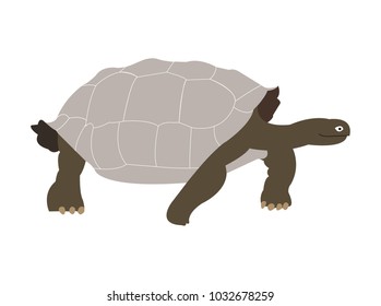 Galapagos Tortoise Illustration Stock Vector (Royalty Free) 1032678259 ...