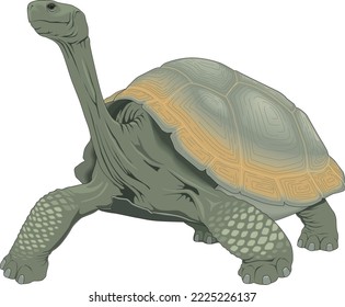 Ilustración de vectores de caminata de tortuga de Galápagos