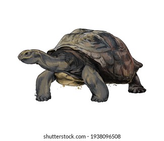 Galapagos turtle from a splash of watercolor, colored drawing, realistic. Vector illustration of paints