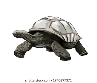 Galapagos Turtle From A Splash Of Watercolor, Colored Drawing, Realistic. Vector Illustration Of Paints