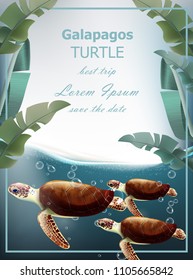 Galapagos turtles Vector. Summer sea card with cute turtles. under sea wild life