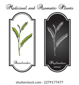 Gale des Windes oder des Steinbrechers (Phyllanthus niruri), Heilpflanze. handgezeichnete botanische Vektorgrafik