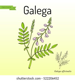 Galega (Galega officinalis), goat's-rue, French lilac, Italian fitch, or professor-weed, medicinal plant. Hand drawn botanical vector illustration