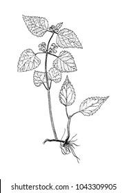 galeobdolon luteum botanical sketch