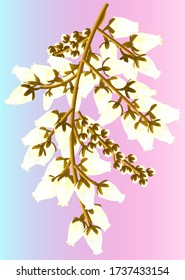 galesia plant, branch with white-yellow flowers and brown sticks on a pink background