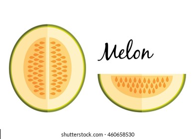 Galia melon in flat design isolated on white background. Isolated on white background. Muskmelon - Galia. Honeydew melon