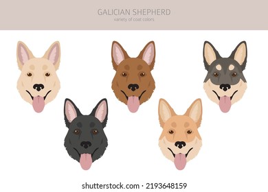 Galician Shepherd Clipart Different Coat Colors Stock Vector (Royalty ...