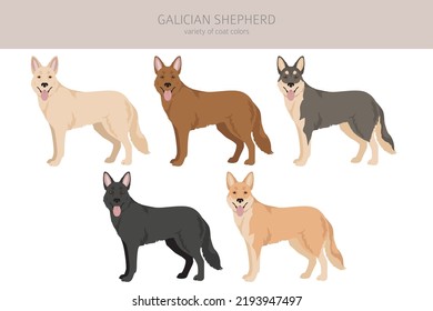 Galician Shepherd clipart. Different coat colors set.  Vector illustration