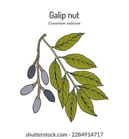 Nuez gallega, o Ngali (indico canario), planta comestible y medicinal. Ilustración de vector botánico dibujada a mano