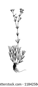 Galium companulatium handdrawn illustration