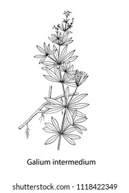 galium intermedium old gravure