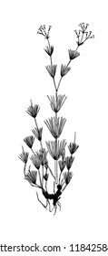 Galium octanarium handdrawn illustration