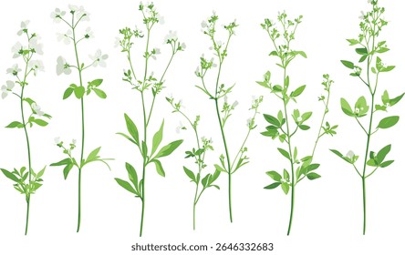 Galium odoratum sweet woodruff isolated, sweetscented bedstraw, woodland herb, garden plant, botanical illustration, herbal medicine, forest foliage, vector illustration.