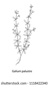 Galium palustre botanical draw