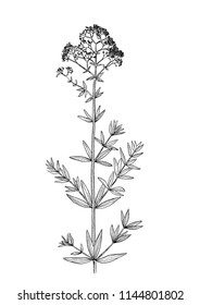 Galium physocarpum botanical draw