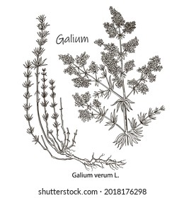 Galium physocarpum botanical draw. Botanical plant illustration. Vintage medicinal herb sketch.