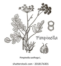 Galium physocarpum botanical draw. Botanical plant illustration. Vintage medicinal herb sketch.