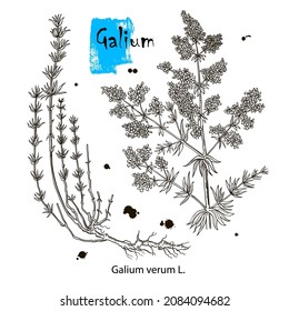 Galium physocarpum botanical draw. Botanical plant illustration. Vintage medicinal herb sketch.