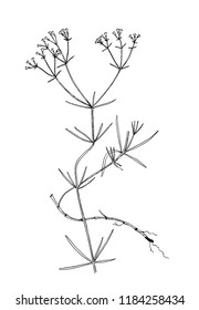 Galium tinctorium vintage illustration