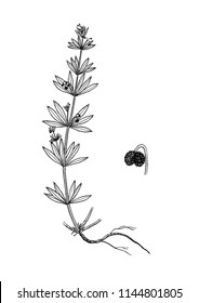 galium tricornutum bptanical illustration