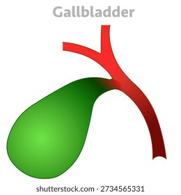 Gallbladder anatomy, bile ducts. Digestive organ, .medical education. Illustration vector