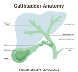 Anatomie der Gallenblase. Organabscheidung des menschlichen Verdauungssystems aus der Leber vor dem Dünndarm. Flache Vektorgrafik