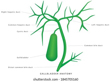 Gallbladder anatomy. Human gallbladder on white background, gallbladder connection to the bile ducts. Extrahepatic bile passages. Extrahepatic Biliary Apparatus , components and applied aspects.