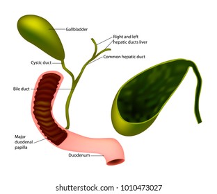 Gallbladder And Bile Duct