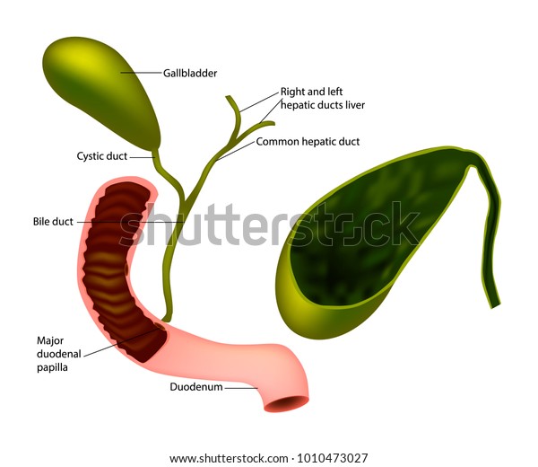 Gallbladder Bile Duct Stock Vector (Royalty Free) 1010473027