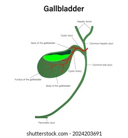 Gallbladder and cystic duct. Digestive organ vector. Medical education