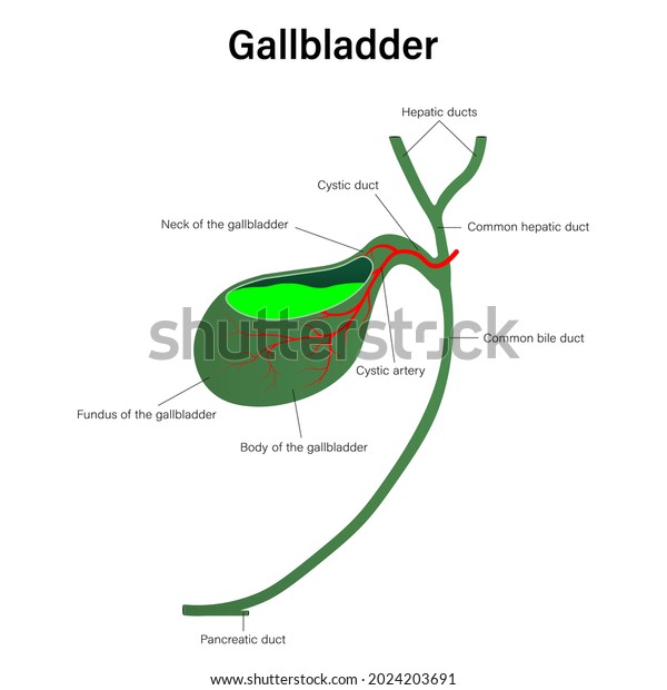 Gallbladder Cystic Duct Digestive Organ Vector Stock Vector (Royalty ...