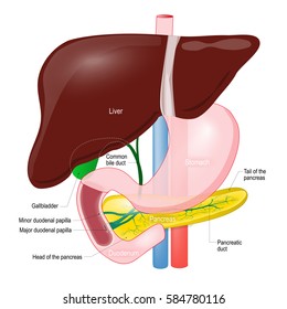 Liver Pancreas Gallbladder Diagram : What Connects The Liver Gall