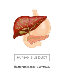 Gallbladder duct of a human surrounded intestines. Cartoon vector illustration for medical atlas or educational textbook. 