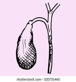gallbladder, hand drawn, doodle style, sketch illustration