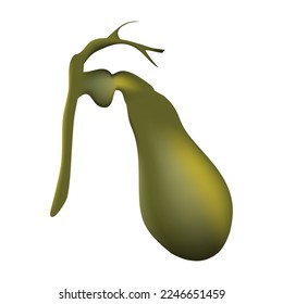 Galladora de humanos. Sistema hepatobiliar. Diseño realista. Aislado. Ilustración del vector.