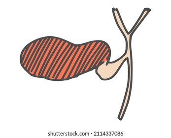 gallbladder human organ drawing. doodle sketch vector stock