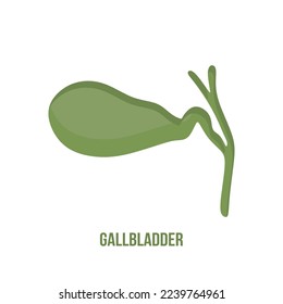 Gallbladder illustration isolated on white background. Gallbladder vector in flat style. vector illustration