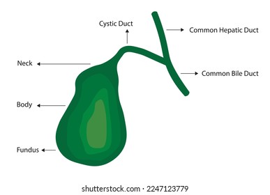 Gallbladder organ strucutres illustration. gallbladder and billie duct illustration.