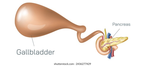 The gallbladder is a sac located under the liver. It stores and concentrates bile produced in liver. Bile aids in the digestion of fat and is released from the gallbladder into the intestine vector.